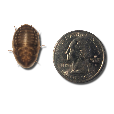 Dubia Roaches Medium Nymphs - 1/2 to 3/4 inch in length