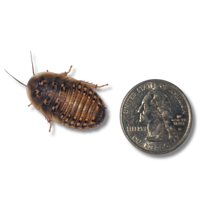 Dubia Roaches Large Nymphs - 3/4 to 1 inch in length