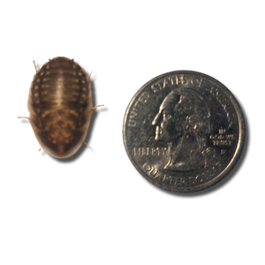 Dubia Roaches Medium Nymphs - 1/2 to 3/4 inch in length