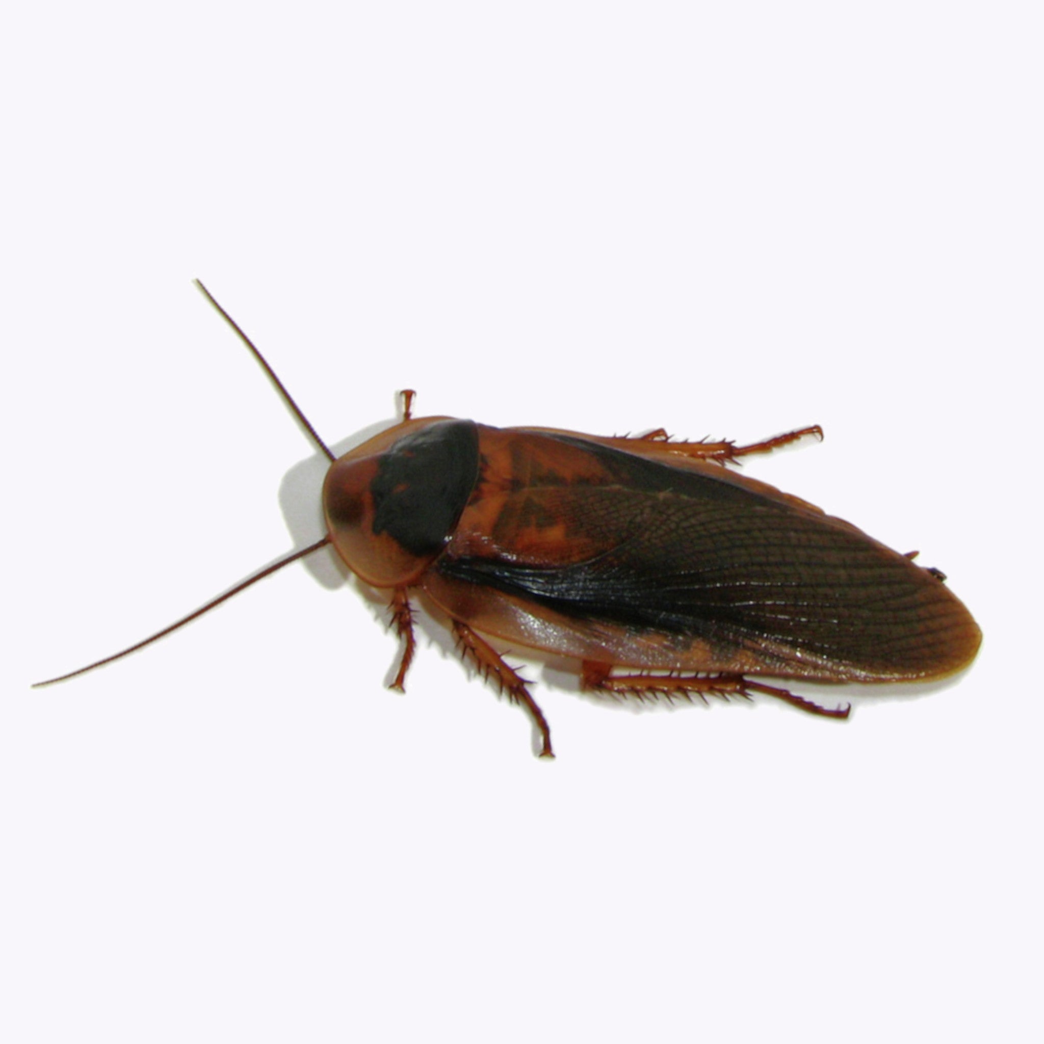 dubia roaches adult winged males